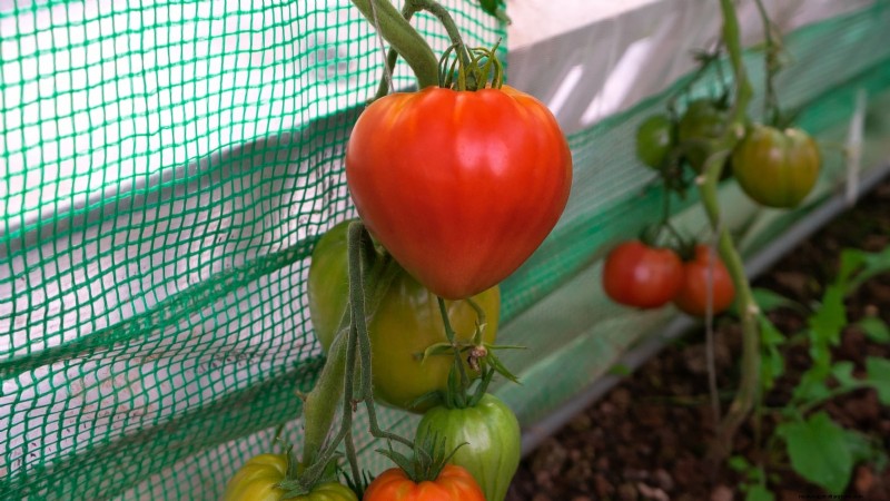 7 Extraordinary Tomato Varieties That Will Transform Your Garden