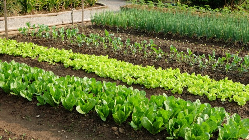 Avoid These 9 Common Vegetable Garden Mistakes in 2024 – Expert Tips for Success