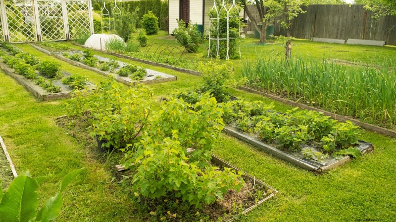 Avoid These 9 Common Vegetable Garden Mistakes in 2024 – Expert Tips for Success