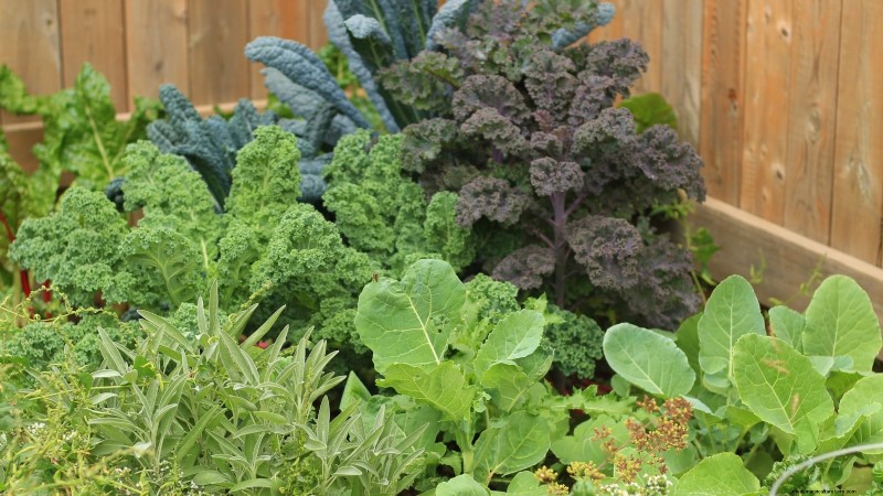 Avoid These 9 Common Vegetable Garden Mistakes in 2024 – Expert Tips for Success