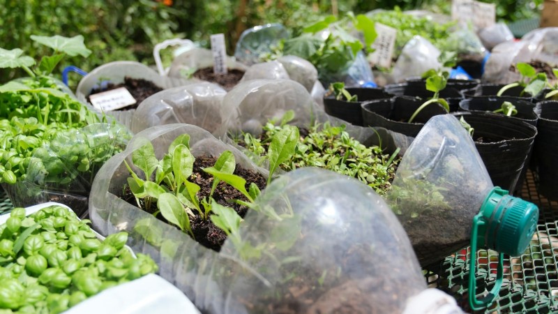 Avoid These 9 Common Vegetable Garden Mistakes in 2024 – Expert Tips for Success
