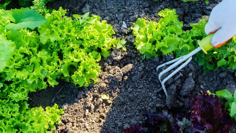 Avoid These 9 Common Vegetable Garden Mistakes in 2024 – Expert Tips for Success