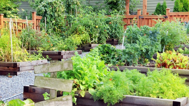 Avoid These 9 Common Vegetable Garden Mistakes in 2024 – Expert Tips for Success