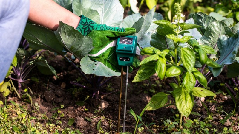 Avoid These 9 Common Vegetable Garden Mistakes in 2024 – Expert Tips for Success