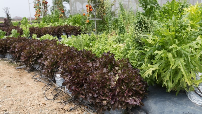 Avoid These 9 Common Vegetable Garden Mistakes in 2024 – Expert Tips for Success