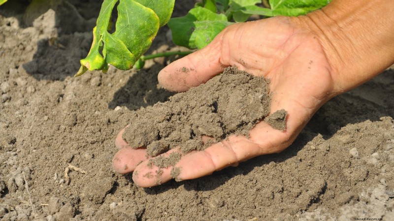 Avoid These 9 Common Vegetable Garden Mistakes in 2024 – Expert Tips for Success