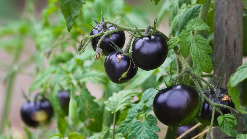 Explore 7 Stunning Tomato Varieties That Must Not Be Missed