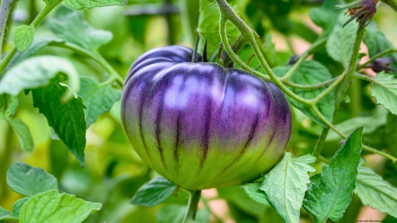 Explore 7 Stunning Tomato Varieties That Must Not Be Missed