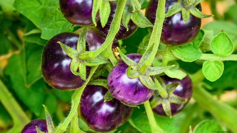 Explore 7 Stunning Tomato Varieties That Must Not Be Missed