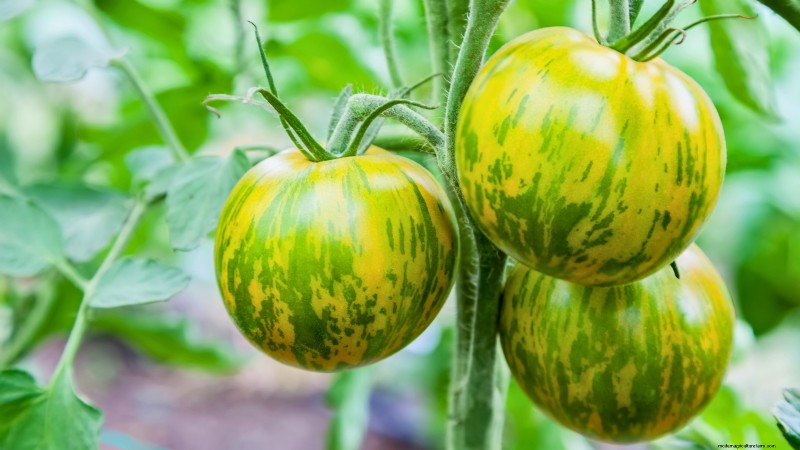 Explore 7 Stunning Tomato Varieties That Must Not Be Missed