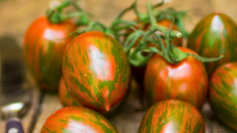 Explore 7 Stunning Tomato Varieties That Must Not Be Missed