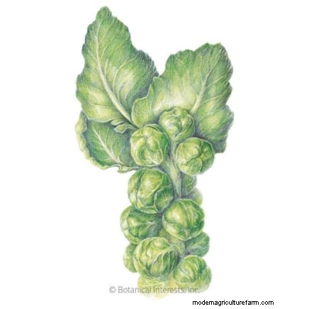 Brussels Sprouts in Raised Beds: A Proven Guide for a Nutritious Harvest