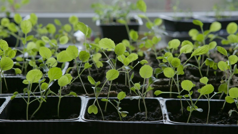 Brussels Sprouts in Raised Beds: A Proven Guide for a Nutritious Harvest