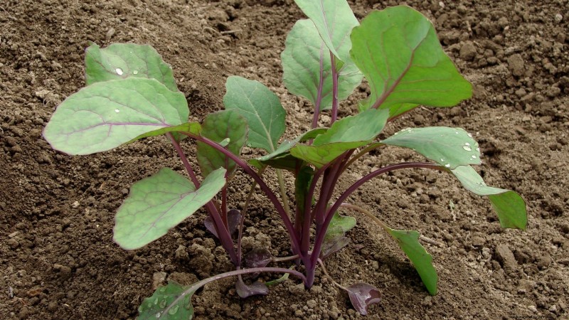 Brussels Sprouts in Raised Beds: A Proven Guide for a Nutritious Harvest
