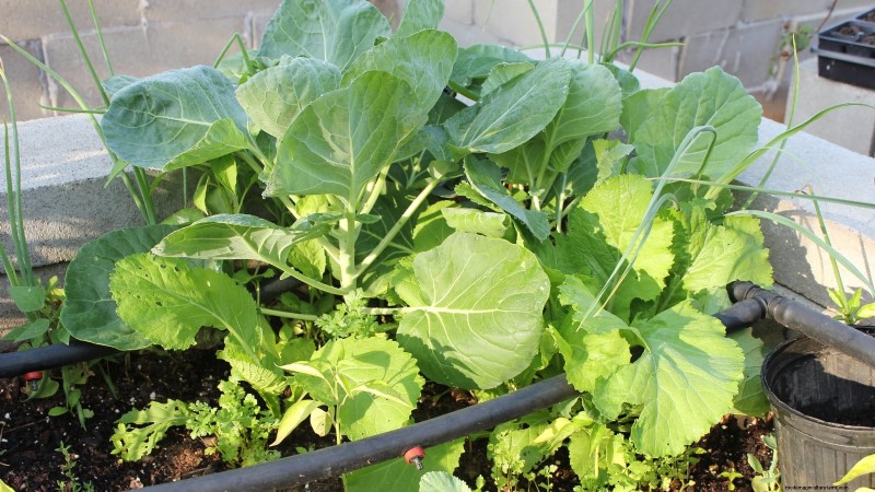 Brussels Sprouts in Raised Beds: A Proven Guide for a Nutritious Harvest