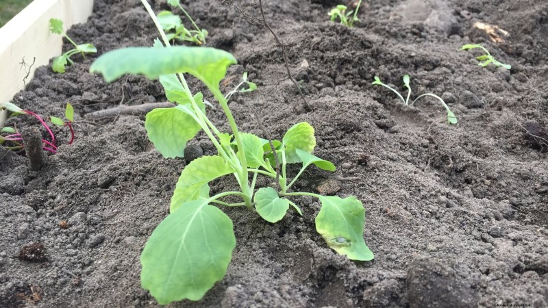 Brussels Sprouts in Raised Beds: A Proven Guide for a Nutritious Harvest