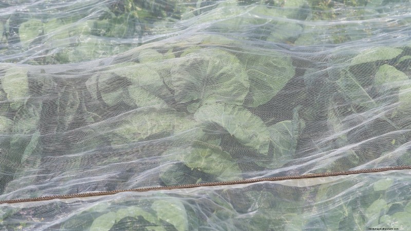 Brussels Sprouts in Raised Beds: A Proven Guide for a Nutritious Harvest