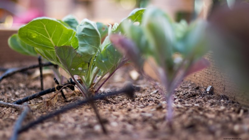 Brussels Sprouts in Raised Beds: A Proven Guide for a Nutritious Harvest
