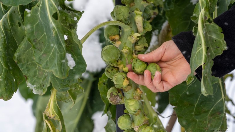 Brussels Sprouts in Raised Beds: A Proven Guide for a Nutritious Harvest