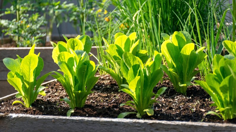 Brussels Sprouts in Raised Beds: A Proven Guide for a Nutritious Harvest