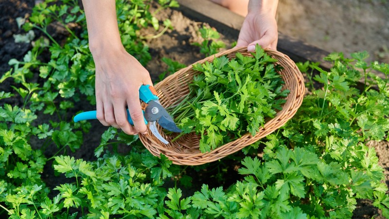27 Essential Plants for a Thriving Raised‑Bed Kitchen Garden