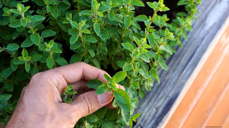 27 Essential Plants for a Thriving Raised‑Bed Kitchen Garden