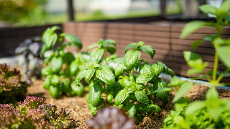 27 Essential Plants for a Thriving Raised‑Bed Kitchen Garden