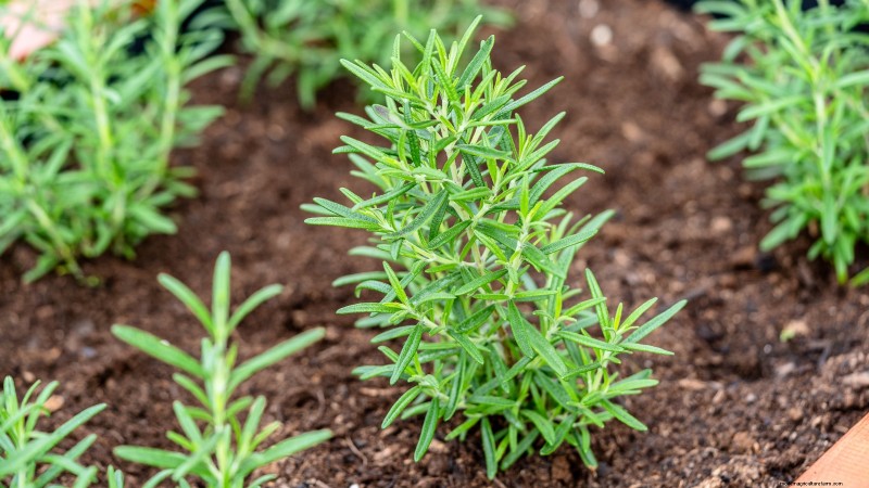 27 Essential Plants for a Thriving Raised‑Bed Kitchen Garden