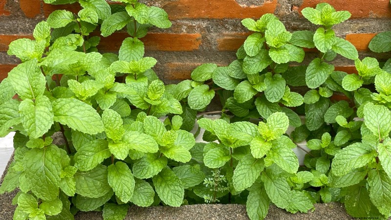 27 Essential Plants for a Thriving Raised‑Bed Kitchen Garden