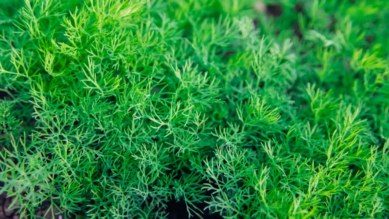 27 Essential Plants for a Thriving Raised‑Bed Kitchen Garden