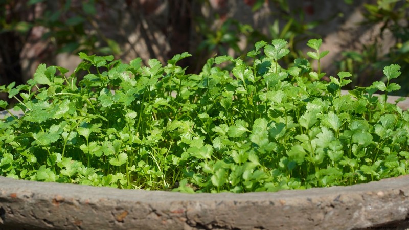 27 Essential Plants for a Thriving Raised‑Bed Kitchen Garden
