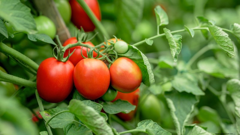 27 Essential Plants for a Thriving Raised‑Bed Kitchen Garden