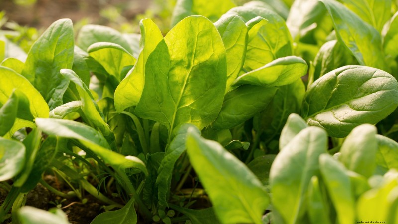 27 Essential Plants for a Thriving Raised‑Bed Kitchen Garden