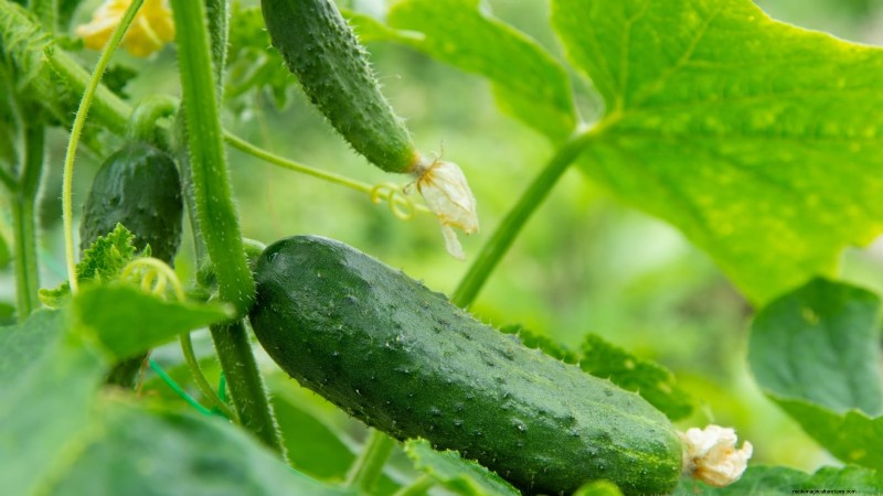 27 Essential Plants for a Thriving Raised‑Bed Kitchen Garden