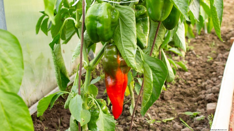 27 Essential Plants for a Thriving Raised‑Bed Kitchen Garden