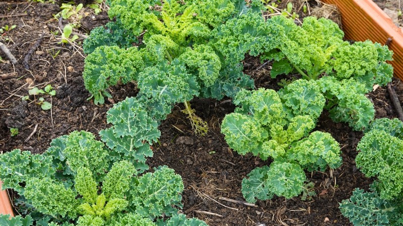 27 Essential Plants for a Thriving Raised‑Bed Kitchen Garden