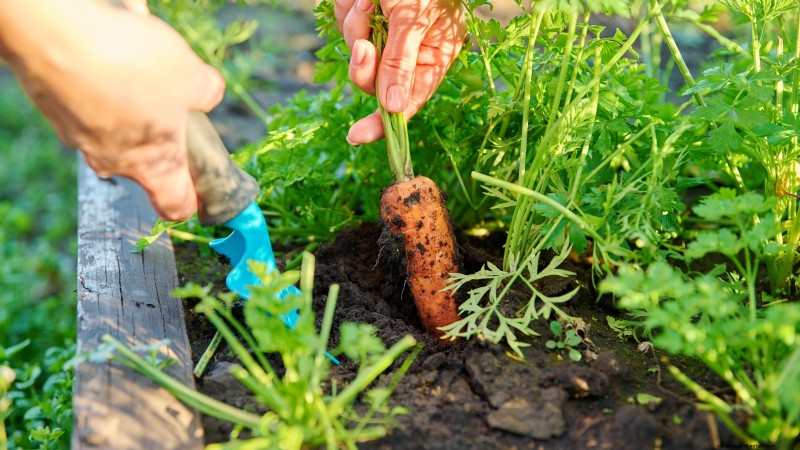 27 Essential Plants for a Thriving Raised‑Bed Kitchen Garden