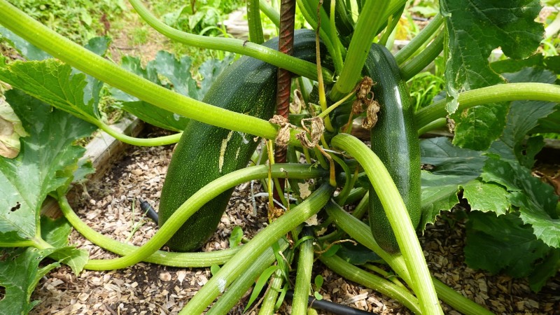 27 Essential Plants for a Thriving Raised‑Bed Kitchen Garden