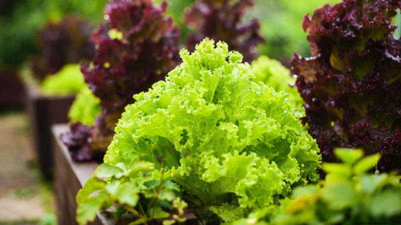 27 Essential Plants for a Thriving Raised‑Bed Kitchen Garden