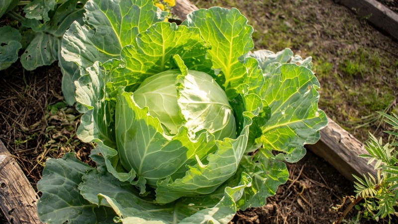 27 Essential Plants for a Thriving Raised‑Bed Kitchen Garden