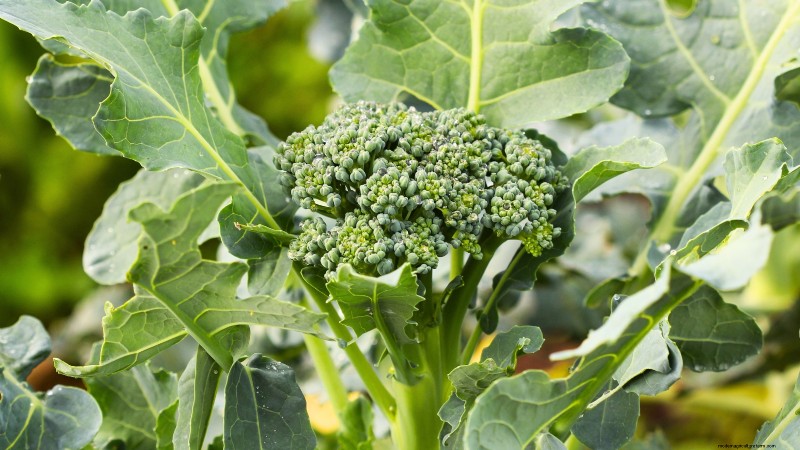 27 Essential Plants for a Thriving Raised‑Bed Kitchen Garden