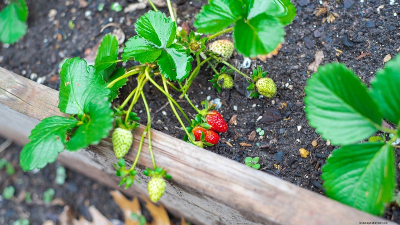 27 Essential Plants for a Thriving Raised‑Bed Kitchen Garden