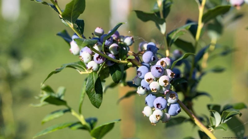 27 Essential Plants for a Thriving Raised‑Bed Kitchen Garden