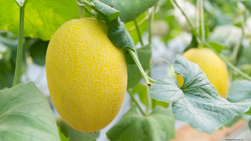27 Essential Plants for a Thriving Raised‑Bed Kitchen Garden