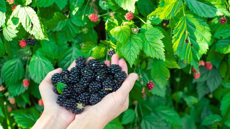 27 Essential Plants for a Thriving Raised‑Bed Kitchen Garden