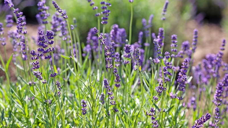 27 Essential Plants for a Thriving Raised‑Bed Kitchen Garden