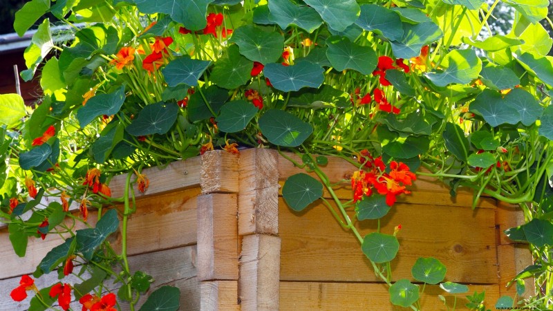 27 Essential Plants for a Thriving Raised‑Bed Kitchen Garden