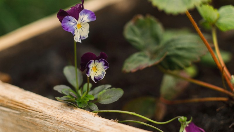27 Essential Plants for a Thriving Raised‑Bed Kitchen Garden