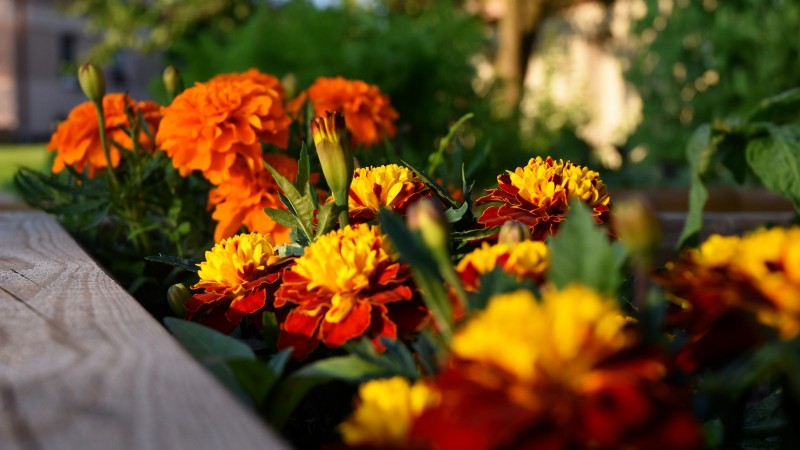 27 Essential Plants for a Thriving Raised‑Bed Kitchen Garden