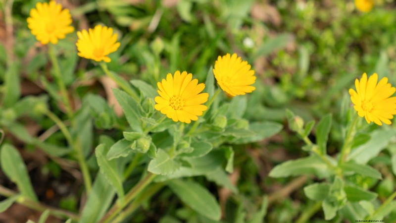 27 Essential Plants for a Thriving Raised‑Bed Kitchen Garden